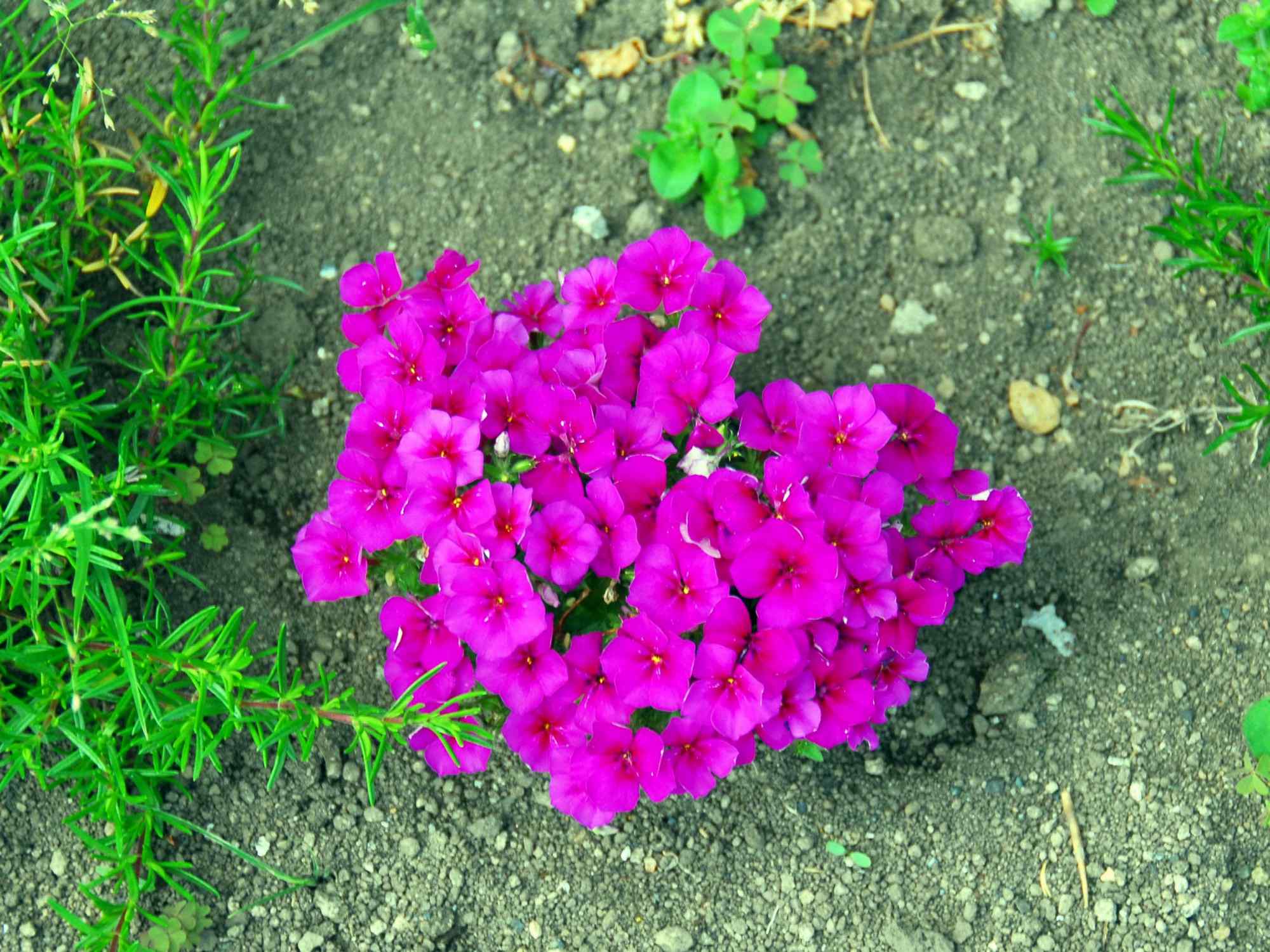 25