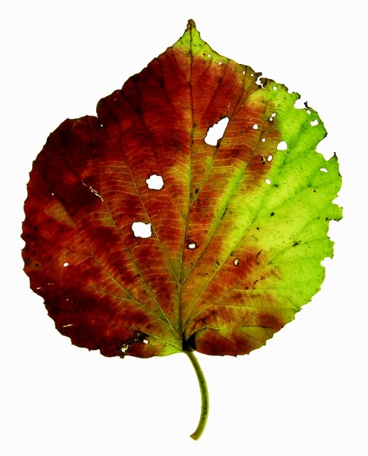 07
