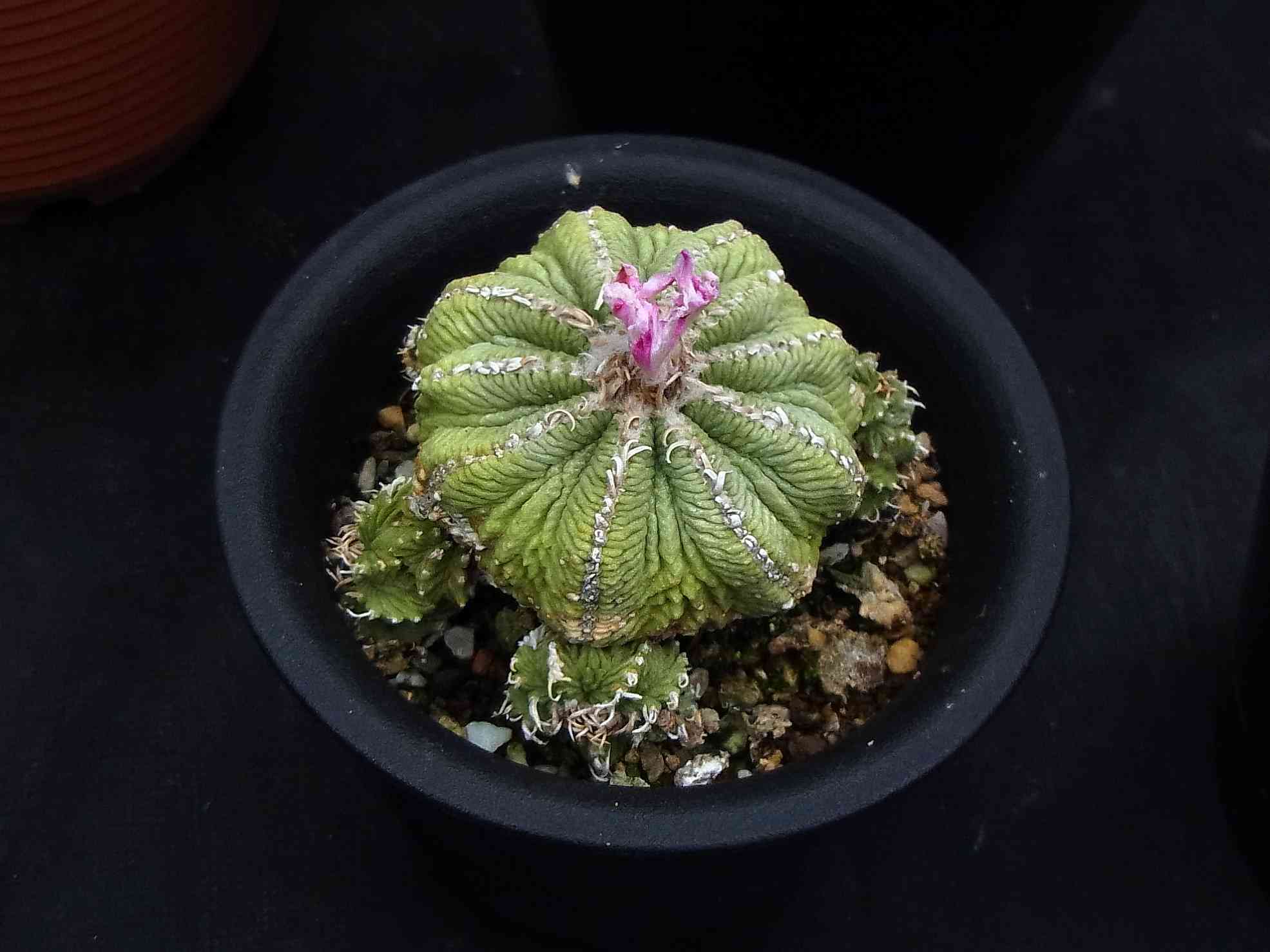 06