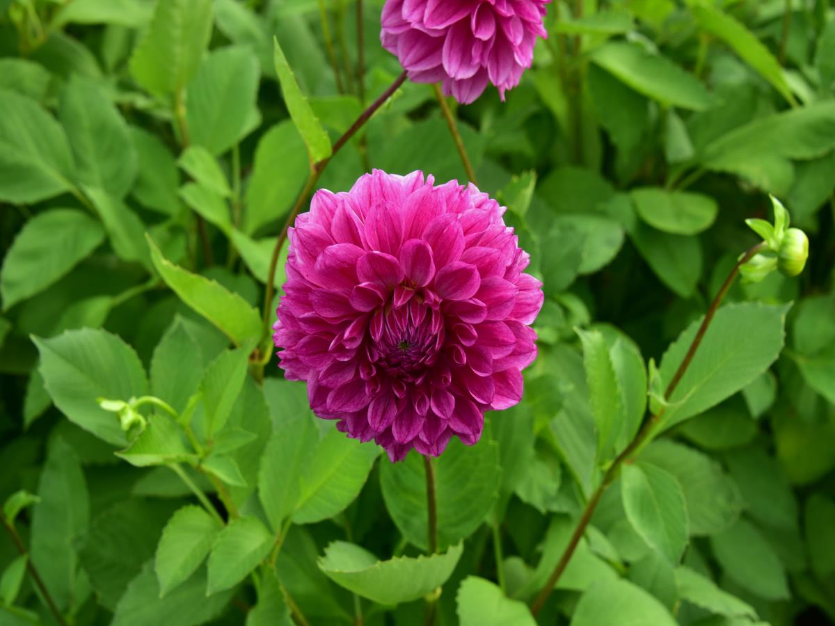 19