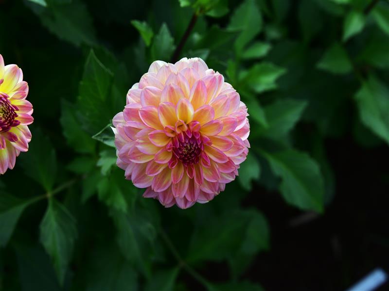 06