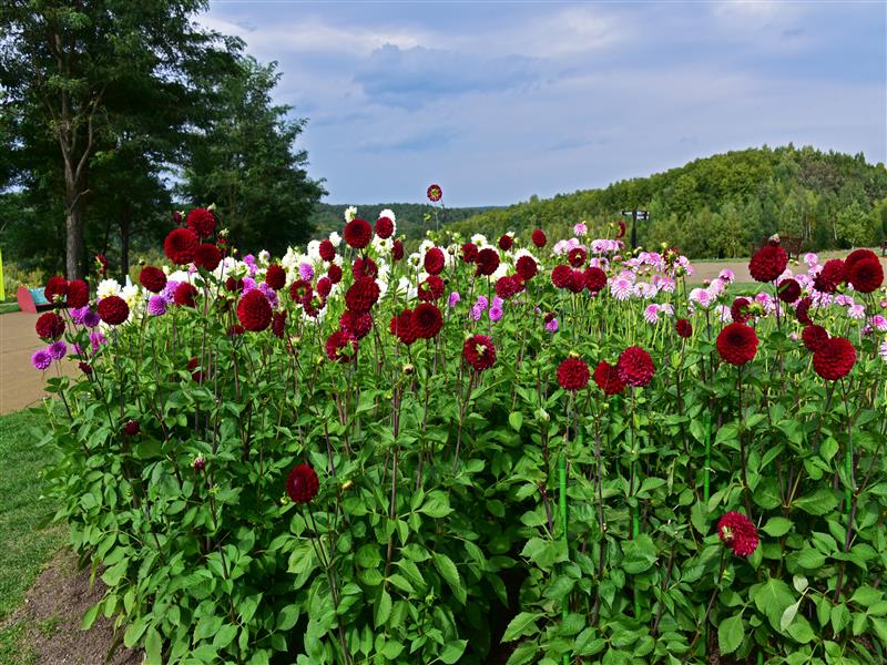 07