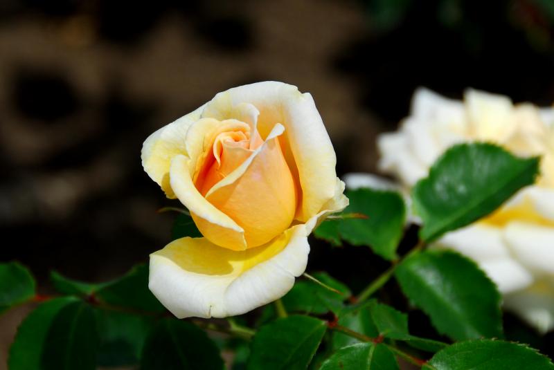 04