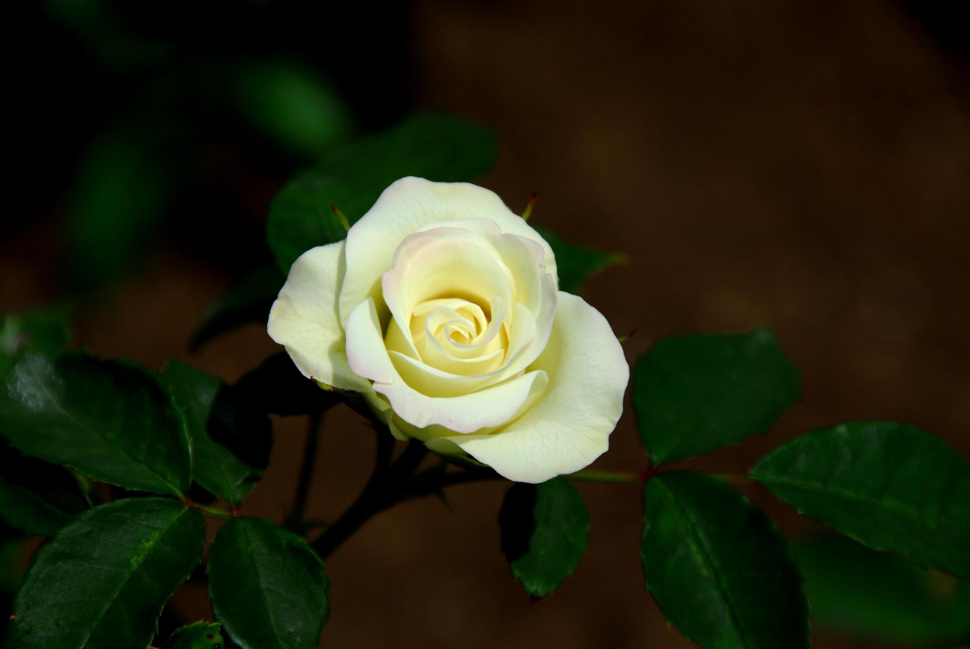 06