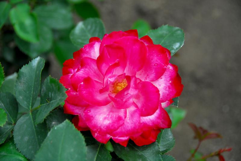 06