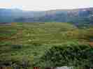 midoridake
