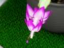 T{eOXORPT|S