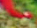 cWOO