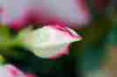 AUA