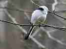 GiK