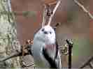 GiK