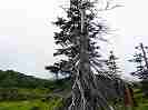 PLvoR
